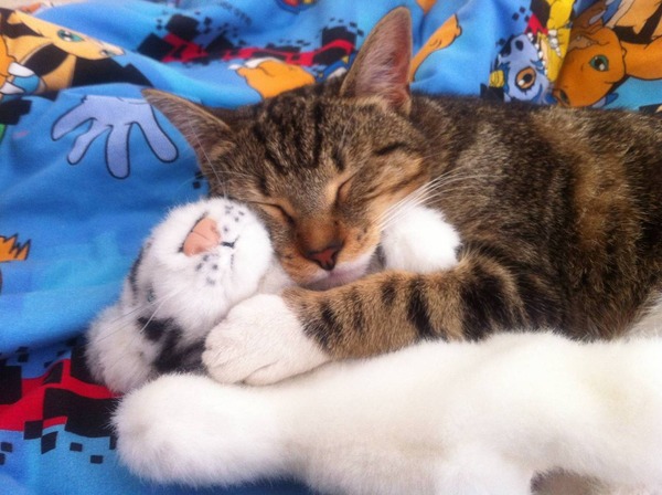 可愛い動物とぬいぐるみのコラボが本当に可愛すぎてやばい写真