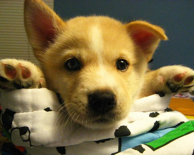 癒しの可愛い動物の画像