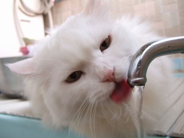 マジで可愛すぎる癒される猫の画像