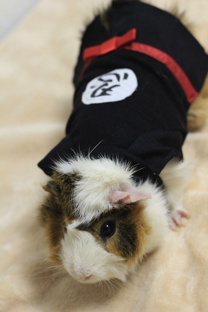 癒しの可愛い動物画像