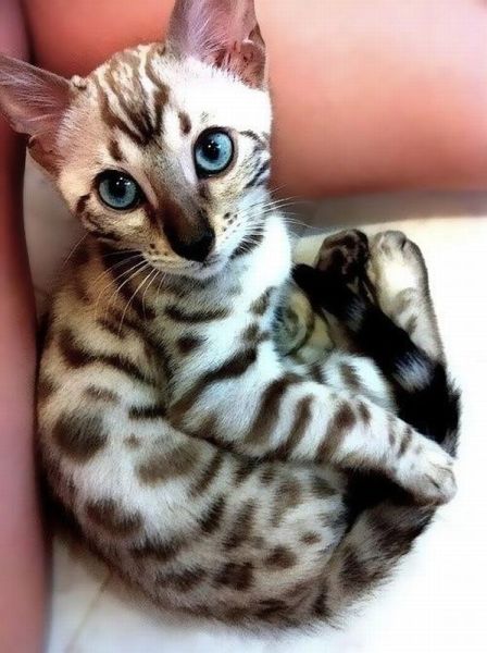 癒しの可愛い動物の画像
