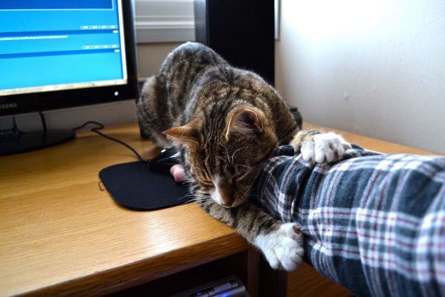 ちょっと可愛すぎる動物たちの写真