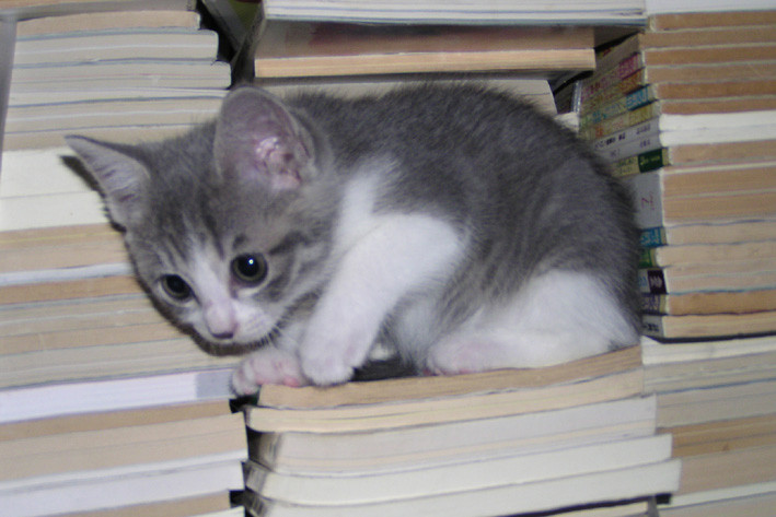 本当に可愛い猫の写真