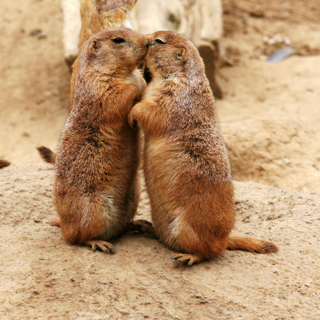 可愛い動物たちが仲良くキスしている写真