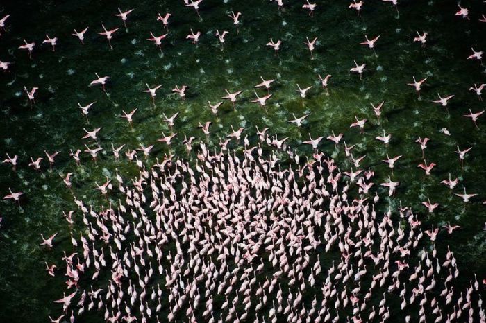 フラミンゴが大群すぎてワロタｗｗｗ写真