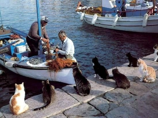 本当に可愛い猫の写真