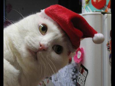 猫につられて首を傾けたら負け！