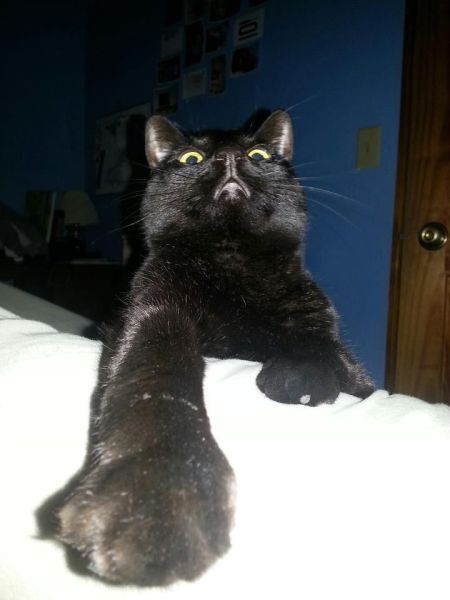 癒しの可愛い動物の画像