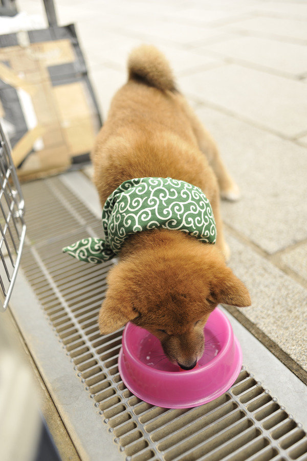 かわいい柴犬の画像