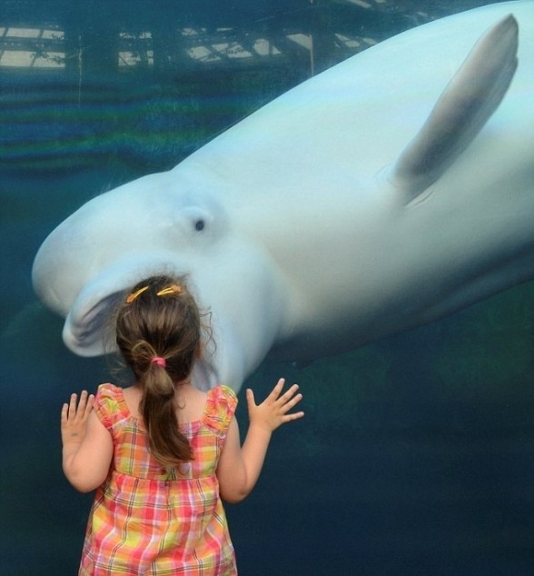 シロイルカの人懐っこさが可愛すぎる写真