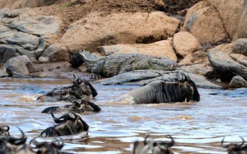 アフリカの大自然でヌーとシマウマが一緒に危険な川を渡る