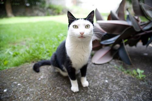 フクロウみたいな猫