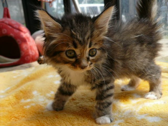 本当に可愛い猫の写真