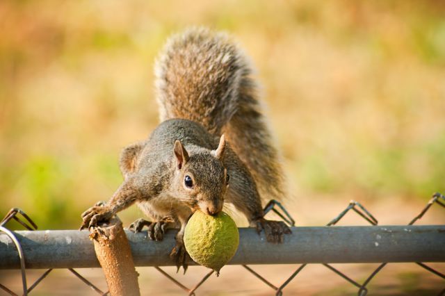 キュン死しちゃいそうな可愛い動物の写真