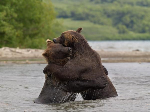 感情表現が豊かな自然の中の熊たち