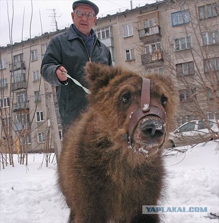 熊を散歩させるロシアの日常風景がヤバすぎる写真