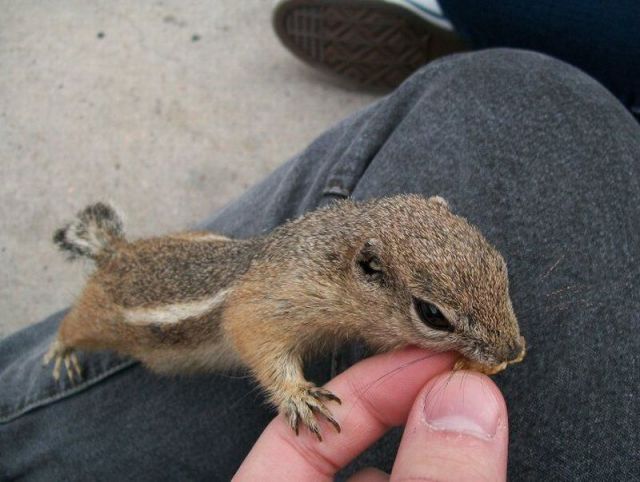 なんで動物ってこんなに可愛いんだろと思える写真