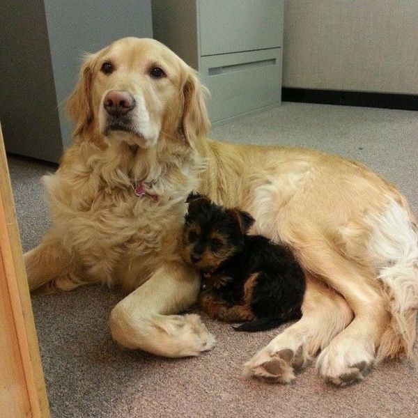 たまらないほど可愛い動物の写真