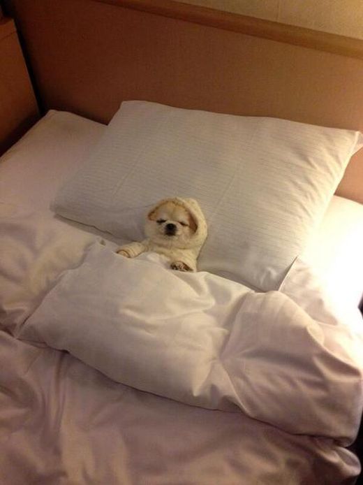 思わず微笑んでしまう可愛い動物達の写真