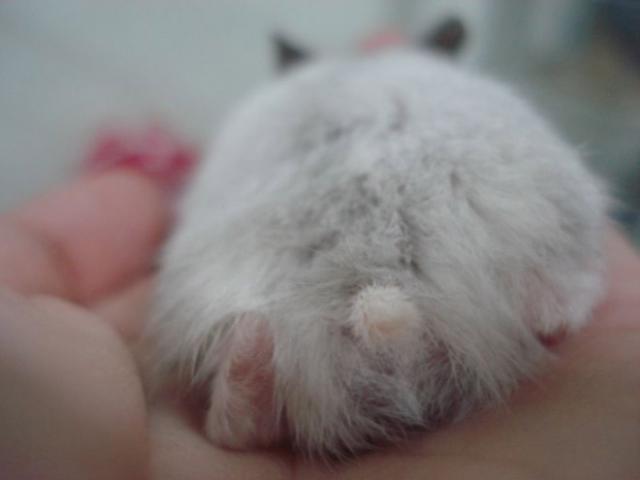 ハムスターのお尻（ハムケツ）は、本当に可愛すぎる写真