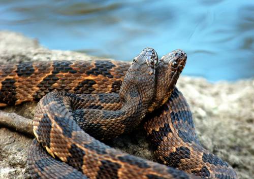 寄り添う動物たち