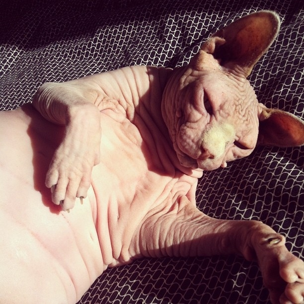 毛のない猫も結構可愛い写真