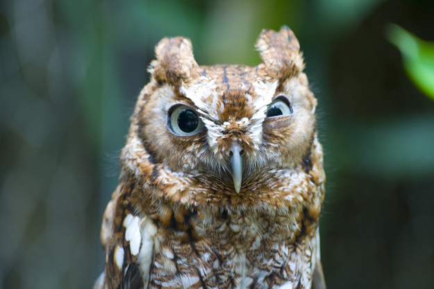 イケメンなうえ愛嬌のあるフクロウの写真
