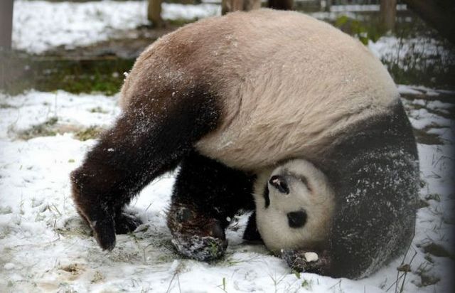 ふかふかした可愛すぎる動物画像