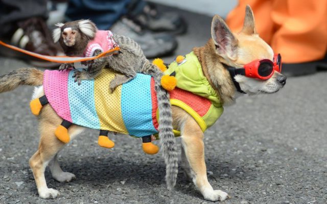 ちょっと可愛すぎる動物たちの写真