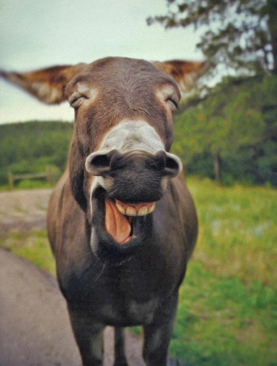 幸せそうに笑いすぎ！ニッコリ笑顔の動物たちの写真