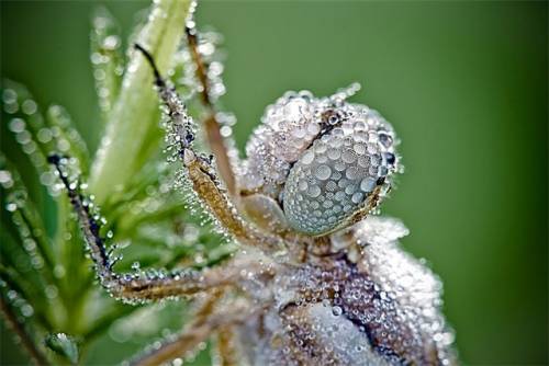 キラキラと輝くトンボの写真