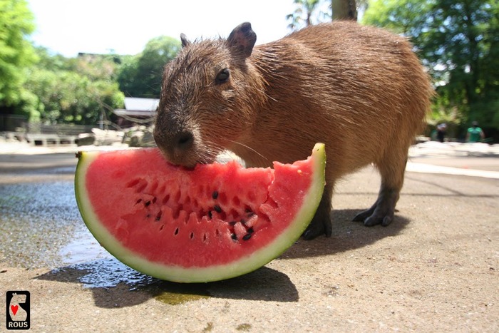 ペットのカピバラさん