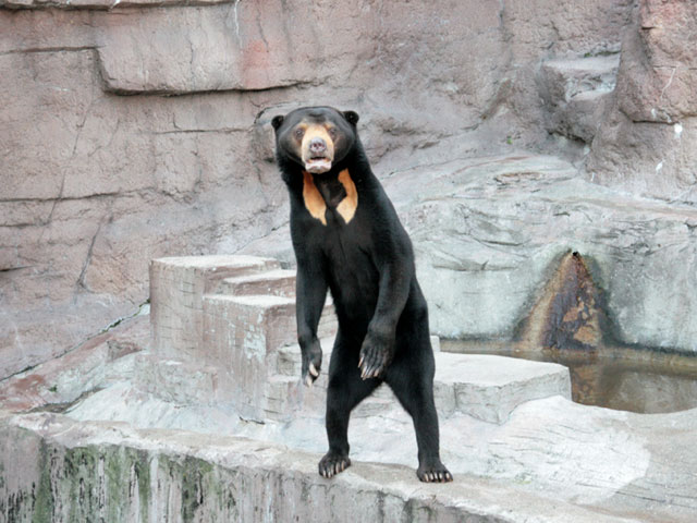 見ているだけで笑える動物のオモシロ画像