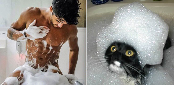 どっちが好き？同じようなポーズのイケメンと猫の比較画像