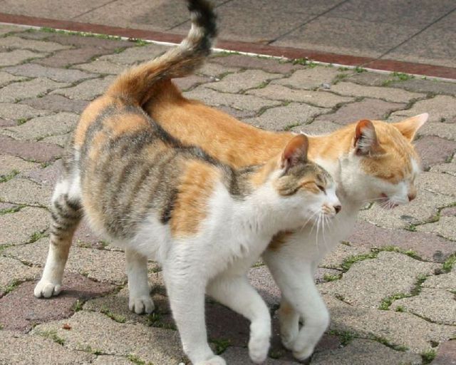 癒しの可愛い動物の画像