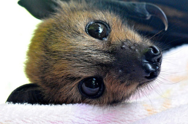 実は可愛い｢コウモリ」の写真18枚