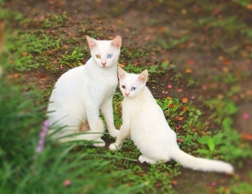 あまりにも似ている動物の親子たちの写真