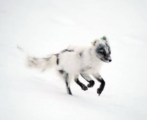 元気になれる動物の画像