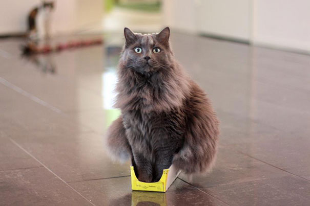 どんな隙間にもフィットしてしまう猫の写真