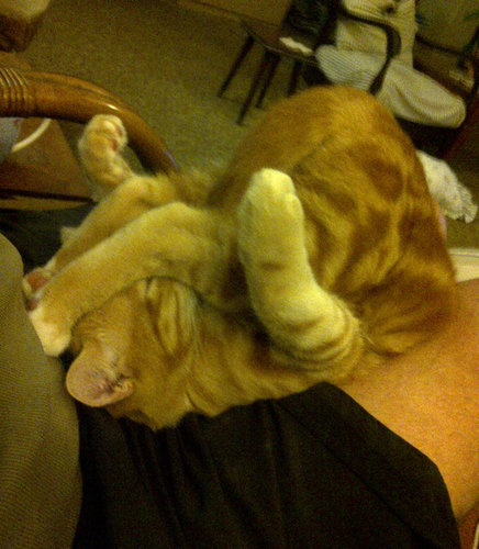 思わずキュンとなる癒しの動物たちの写真