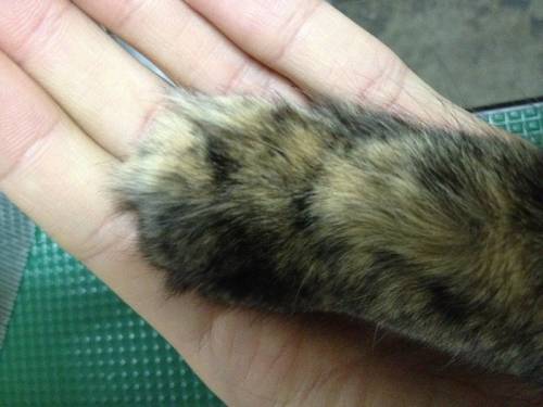 猫の手