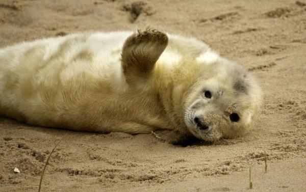 動物たちの「ハイタッチ」が可愛すぎる写真