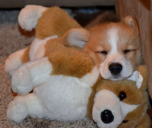 コーギー犬が本当に可愛すぎる写真