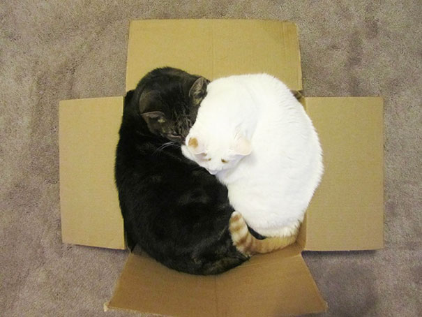 どんな隙間にもフィットしてしまう猫の写真