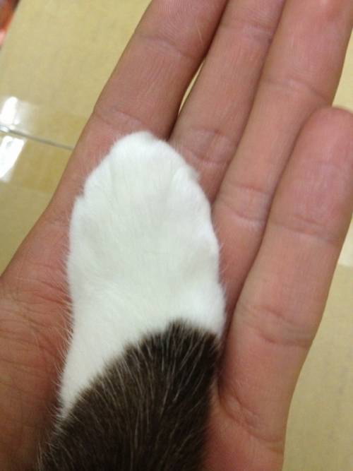 猫の手