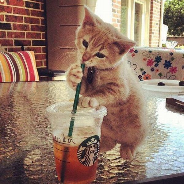 とてもキュートで可愛い動物の写真