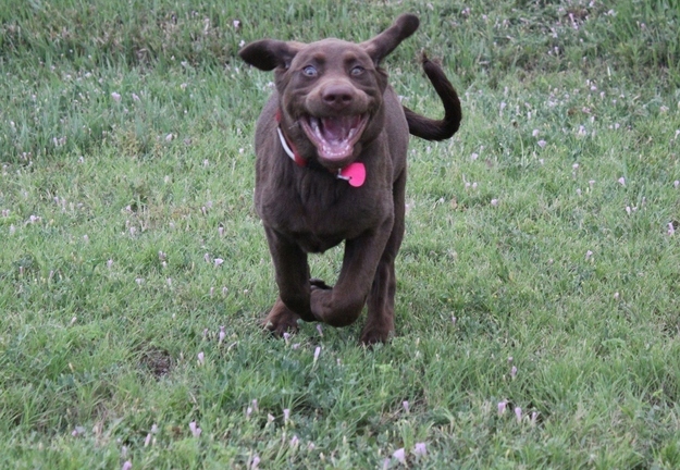 ものすごくだらしない犬の表情の写真