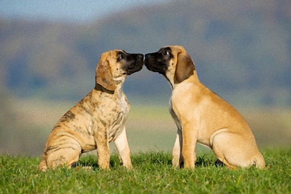 動物たちがキスする写真