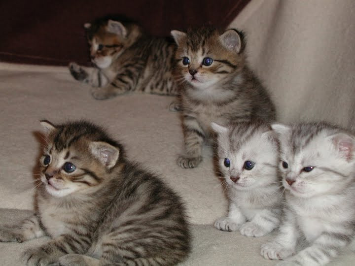 本当に可愛い猫の写真