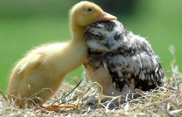 イケメンなうえ愛嬌のあるフクロウの写真